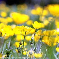 Buy canvas prints of Buttercups by Simon Alesbrook