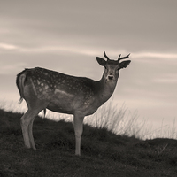 Buy canvas prints of Deer at Dusk by Simon Alesbrook
