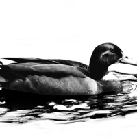 Buy canvas prints of Duck by Simon Alesbrook