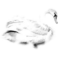 Buy canvas prints of Swan by Simon Alesbrook