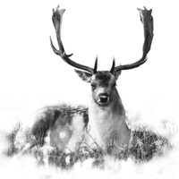 Buy canvas prints of Deer relaxing by Simon Alesbrook