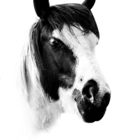 Buy canvas prints of Horse by Simon Alesbrook
