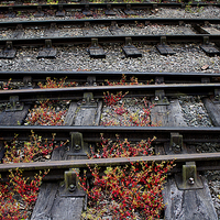 Buy canvas prints of  Train Tracks and sleepers by Simon Alesbrook