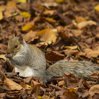 Buy canvas prints of  Autumnal eating by Simon Alesbrook