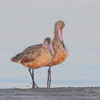 Buy canvas prints of Marbled Godwits by the Sea by Betty LaRue