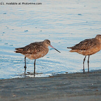 Buy canvas prints of Marbled Godwit Shorebirds wading by Betty LaRue