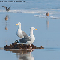 Buy canvas prints of Seagulls standing on beach with kelp by Betty LaRue