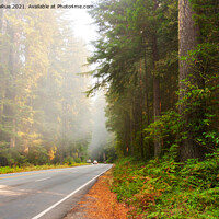 Buy canvas prints of Sequoia Forest California by Betty LaRue