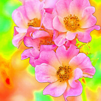 Buy canvas prints of Pink Wild Roses by Betty LaRue