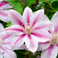 Buy canvas prints of Pink Clematis Flowers by Betty LaRue