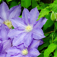 Buy canvas prints of Purple Clematis in the Rain by Betty LaRue