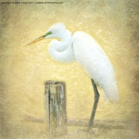Buy canvas prints of Great Egret Perched by Betty LaRue