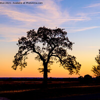 Buy canvas prints of Sunset Tree Silhouette by Betty LaRue