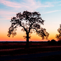Buy canvas prints of Sunset Tree Silhouette 2 by Betty LaRue