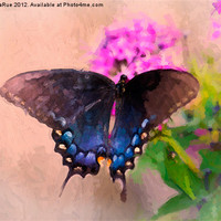 Buy canvas prints of Pipevine Swallowtail Butterfly by Betty LaRue