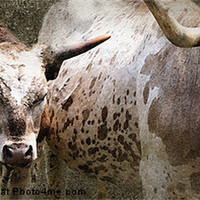 Buy canvas prints of Texas Longhorn Cattle by Betty LaRue