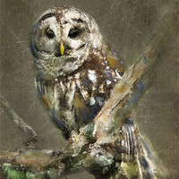 Buy canvas prints of Sleepy Barred Owl by Betty LaRue