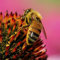 Buy canvas prints of Honeybee Heaven by Betty LaRue
