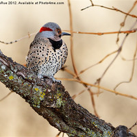 Buy canvas prints of Northern Flicker by Betty LaRue