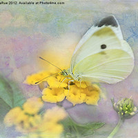 Buy canvas prints of Lovely Cabbage White Butterfly by Betty LaRue