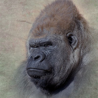 Buy canvas prints of Western Lowland Gorilla by Betty LaRue