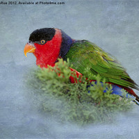 Buy canvas prints of Black-capped Lory by Betty LaRue