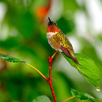 Buy canvas prints of Ruby-throated Hummingbird by Betty LaRue