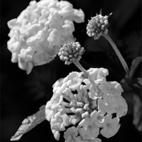 Buy canvas prints of Lantana Blooms in Black and White by Betty LaRue