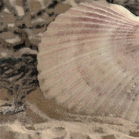 Buy canvas prints of Scallop Sea Shell by Betty LaRue