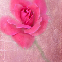 Buy canvas prints of Pink Rose by Betty LaRue