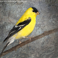Buy canvas prints of American Goldfinch by Betty LaRue
