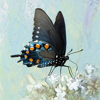 Buy canvas prints of Pipevine Swallowtail Butterfly in Summer by Betty LaRue