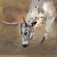 Buy canvas prints of Texas Longhorn Cow by Betty LaRue