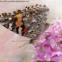 Buy canvas prints of Painted Lady Butterfly on Penta by Betty LaRue