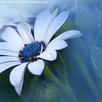 Buy canvas prints of Blue-eyed African Daisy by Betty LaRue
