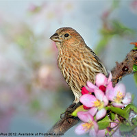 Buy canvas prints of Female House Finch by Betty LaRue