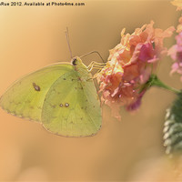 Buy canvas prints of Clouded Sulphur Butterfly by Betty LaRue