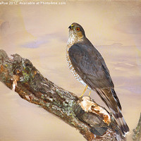 Buy canvas prints of Sharp-Shinned Hawk by Betty LaRue