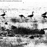 Buy canvas prints of Canada Geese in Black and White by Betty LaRue