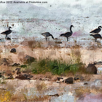 Buy canvas prints of Canada Geese by the Lake by Betty LaRue