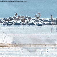 Buy canvas prints of Pelican Companions by Betty LaRue