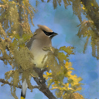 Buy canvas prints of Waxwing Among the Catkins by Betty LaRue