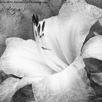 Buy canvas prints of Softly Singing in Black and White by Betty LaRue