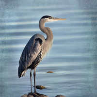Buy canvas prints of Stately-Great Blue Heron by Betty LaRue