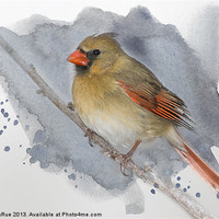 Buy canvas prints of Winter Northern Cardinal by Betty LaRue