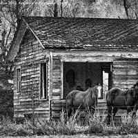 Buy canvas prints of Is This Our Barn by Betty LaRue