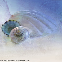 Buy canvas prints of Three Sea Shells by Betty LaRue