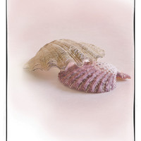 Buy canvas prints of Sea Shell Love by Betty LaRue