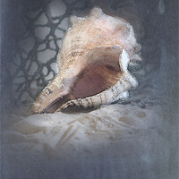 Buy canvas prints of Lace Murex Shell 1 by Betty LaRue