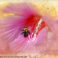 Buy canvas prints of Bumble Bee Bliss by Betty LaRue